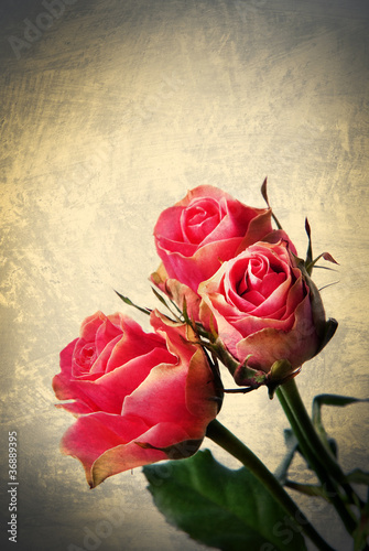Rose selvatiche  -  vintage postcard