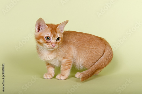 Fotografie Burmilla Kitten 19061