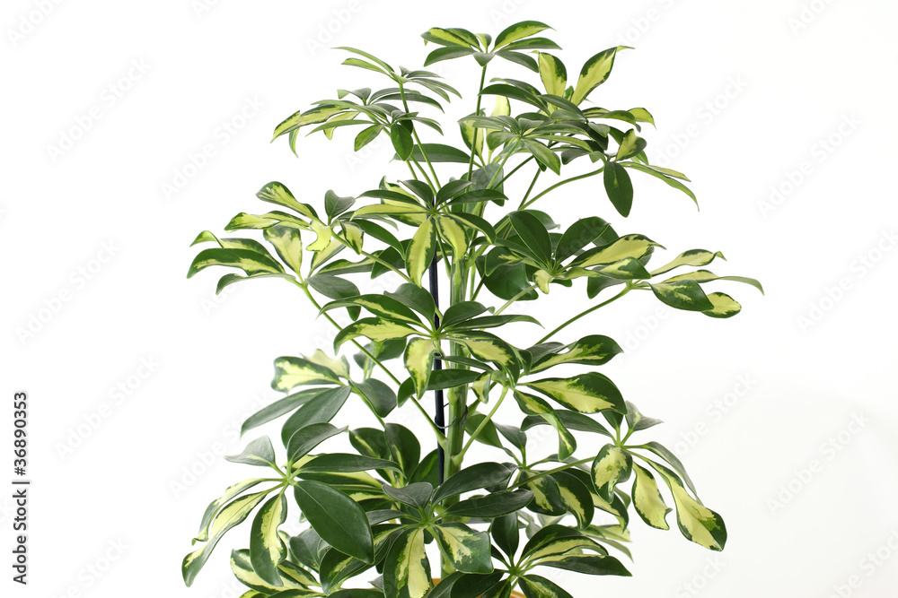 Fototapeta premium Schefflera