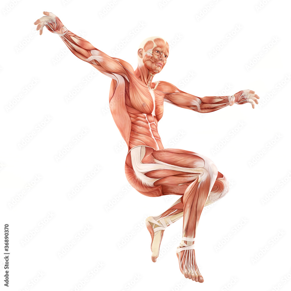 Jumping man muscles anatomy system isolated on white background Jumping man muscles anatomy system isolated on white background