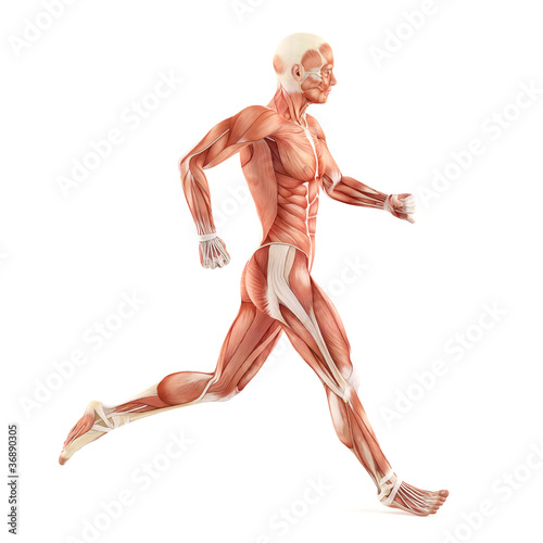 Fotografie, Obraz Running man muscles anatomy system isolated on white background