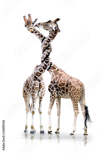 Giraffen mit verdrehten Hals