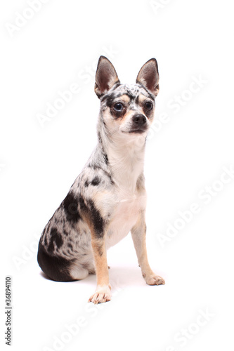Chihuahua dog portrait © GVictoria
