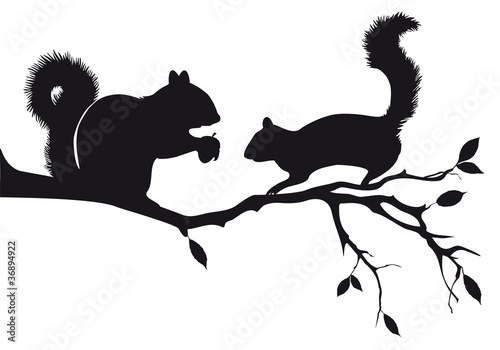squirrels on tree branch, vector