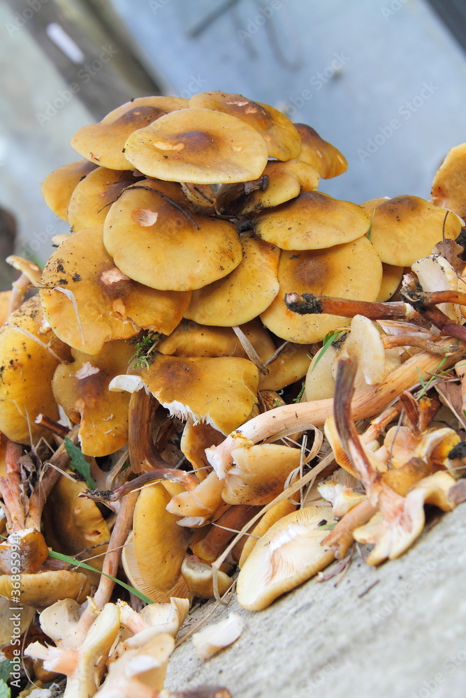 Funghi Funghi