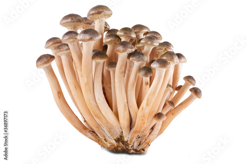 Funghi chiodini sfondo bianco