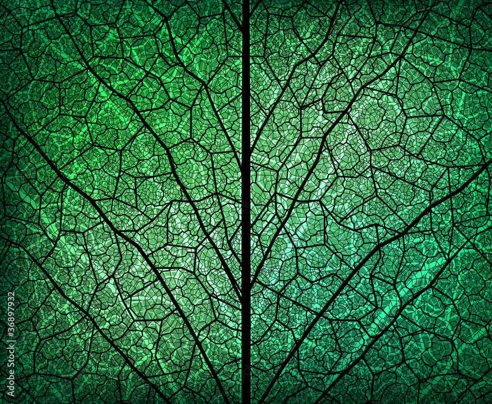 background with leaf skeleton fragment. Eps10 background with leaf skeleton fragment. Eps10