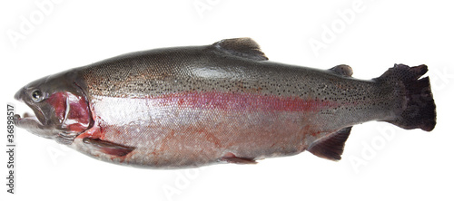 Large rainbow trout (Oncorhynchus mykiss)