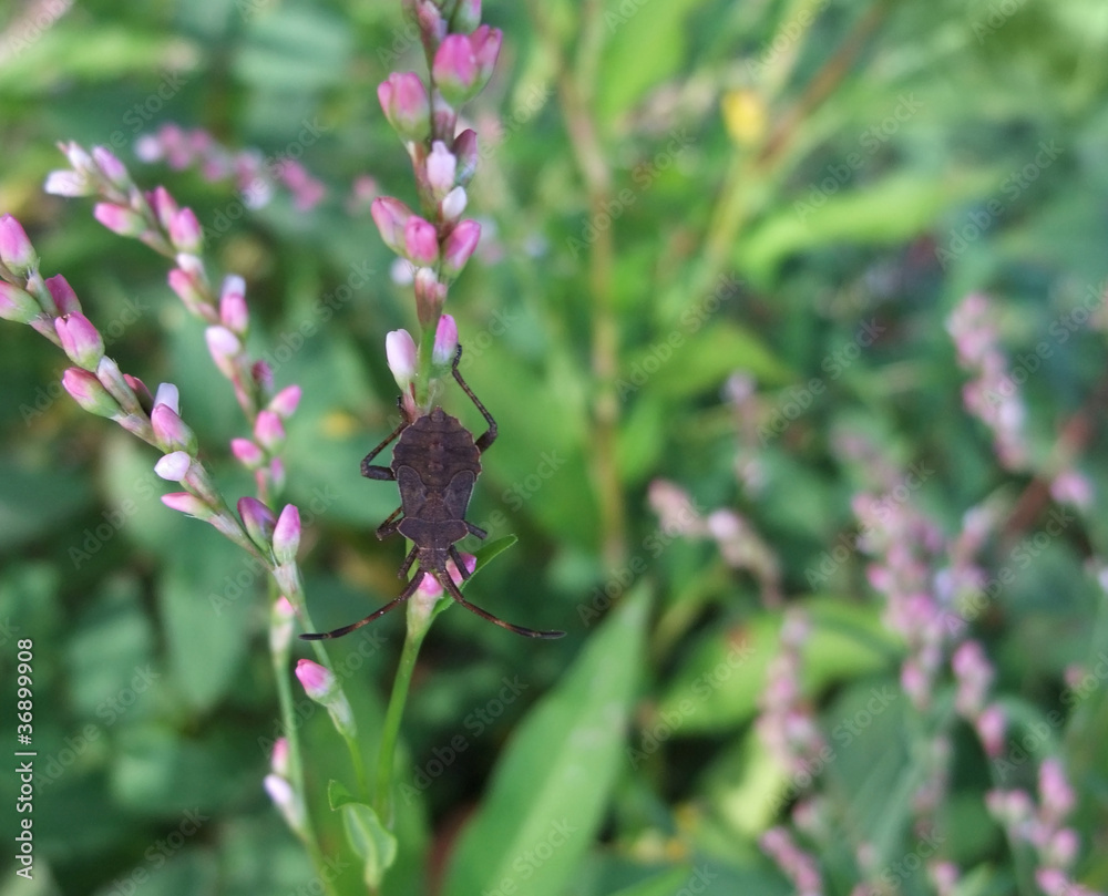 brown bug in herbal vegetation