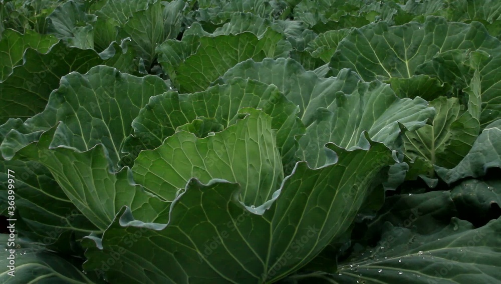 Cabbage fields on the mountain in Thailand. Cabbage fields on the mountain in Thailand.