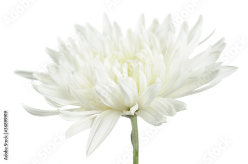 Beautiful White Chrysanthemum Flower on White Background