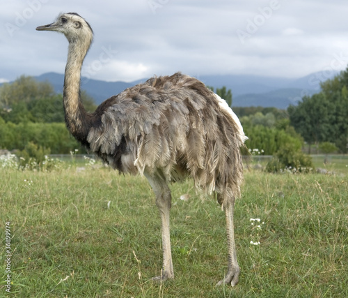 Greater Rhea in cloudy ambiance