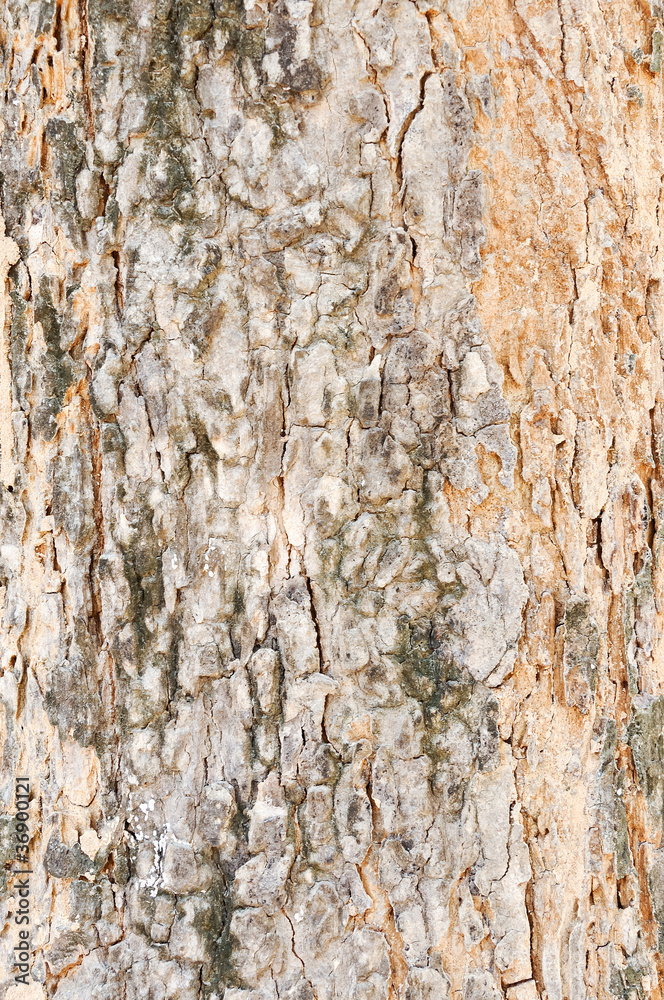 Obraz premium Texture of old tree