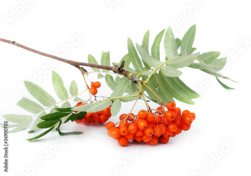 Cuadro en lienzo Mountain ash berries