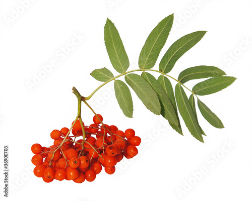 Mountain ash berries photo