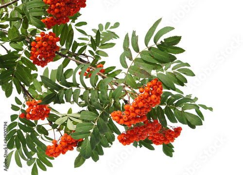 Branches of Mountain ash berries photo