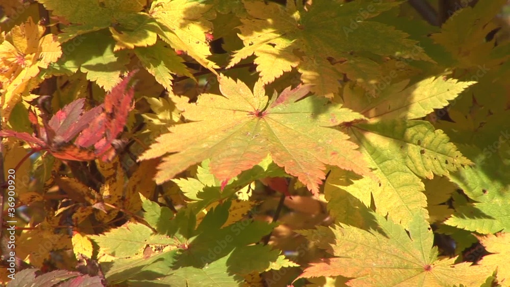紅葉