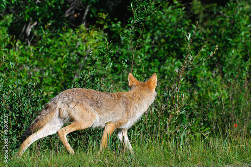 Wild Coyote © BGSmith