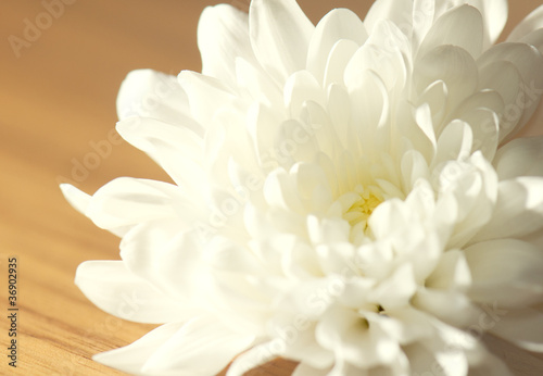 White chrysanthemum on table © eliaskordelakos