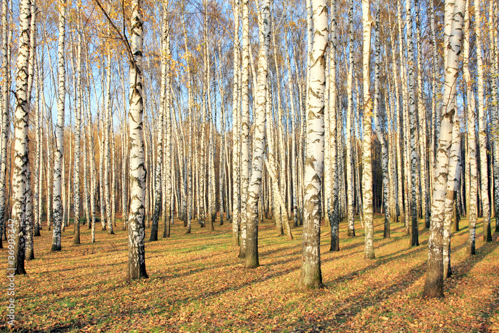 Birch grove in october