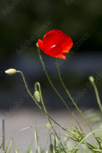 close-up of a poppy in bloom