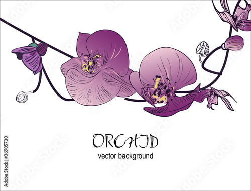 Lilac orchid
