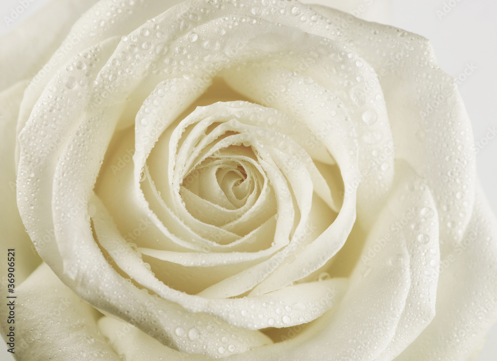 Weiße elegante Rose Weiße elegante Rose