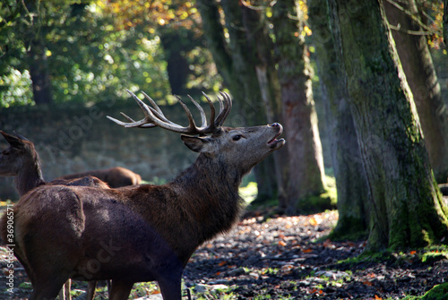 Rothirsch im Wildgehege Moritzburg