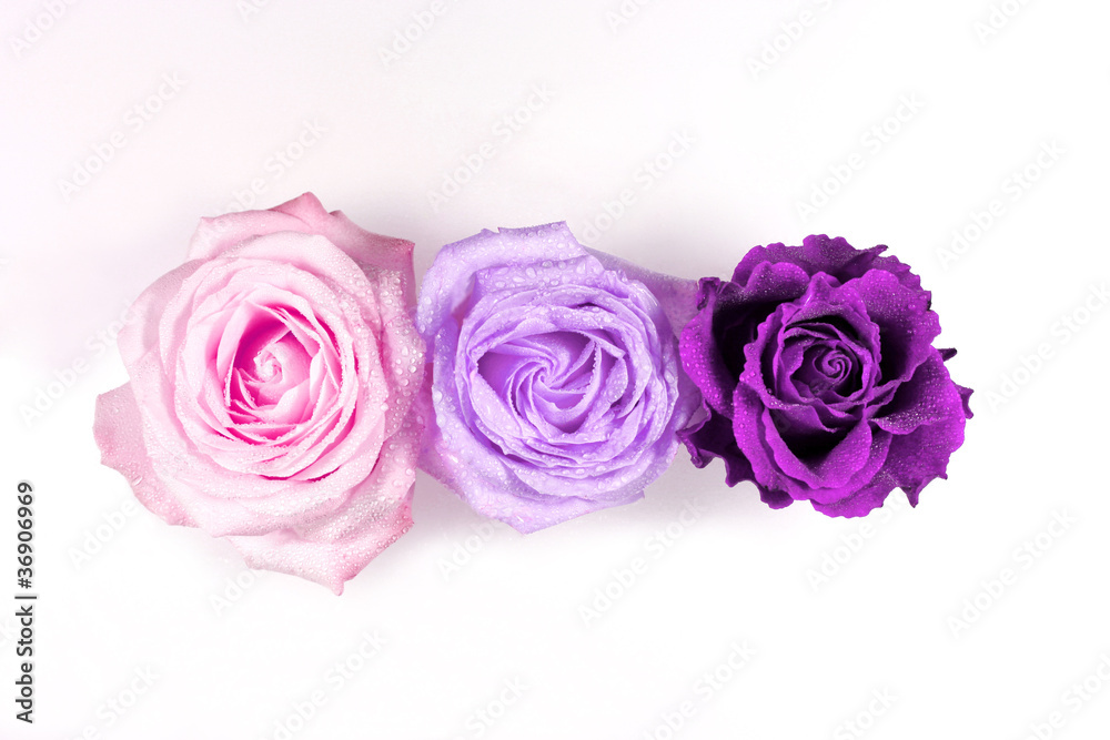 Rosen
