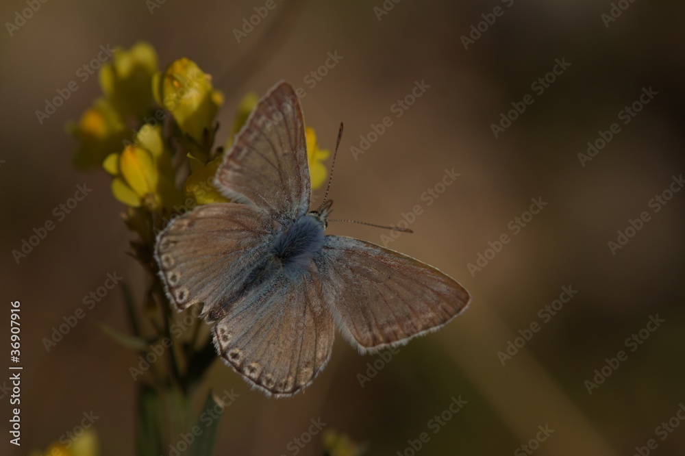 Obraz premium Heller Alpenbläuling