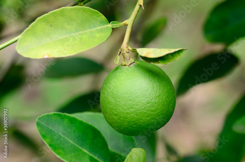 Wallpaper Mural Asia lime grown on tree Torontodigital.ca