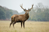 Portrait of majestic red deer stag in Autumn Fall