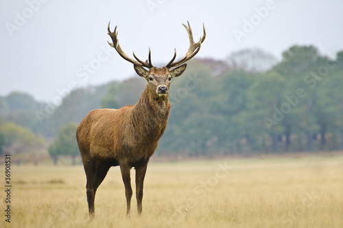 Tela Portrait of majestic red deer stag in Autumn Fall
