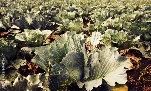 field of cabbage