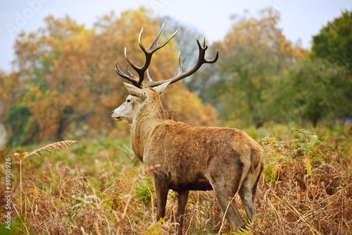 Portrait of majestic red deer stag in Autumn Fall