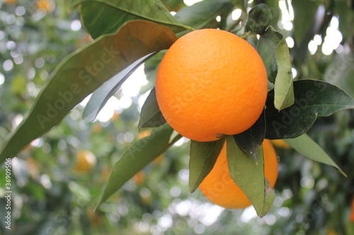 Photos Oranges on a tree