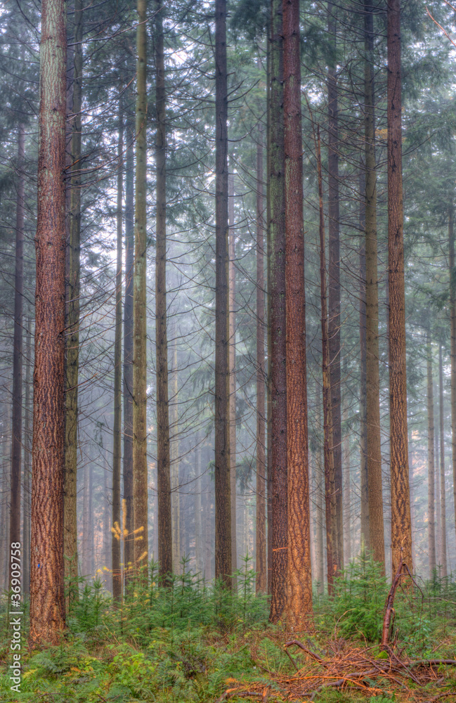 Obraz premium Forest of tall Douglas fir and seedlings.