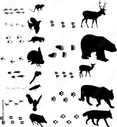 birds and animals with tracks