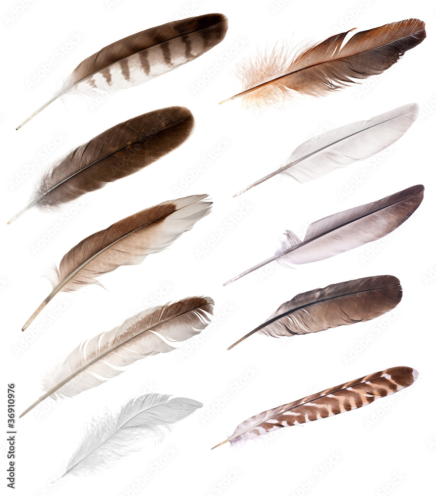 Obraz premium dziesięć piór różnych ptaków