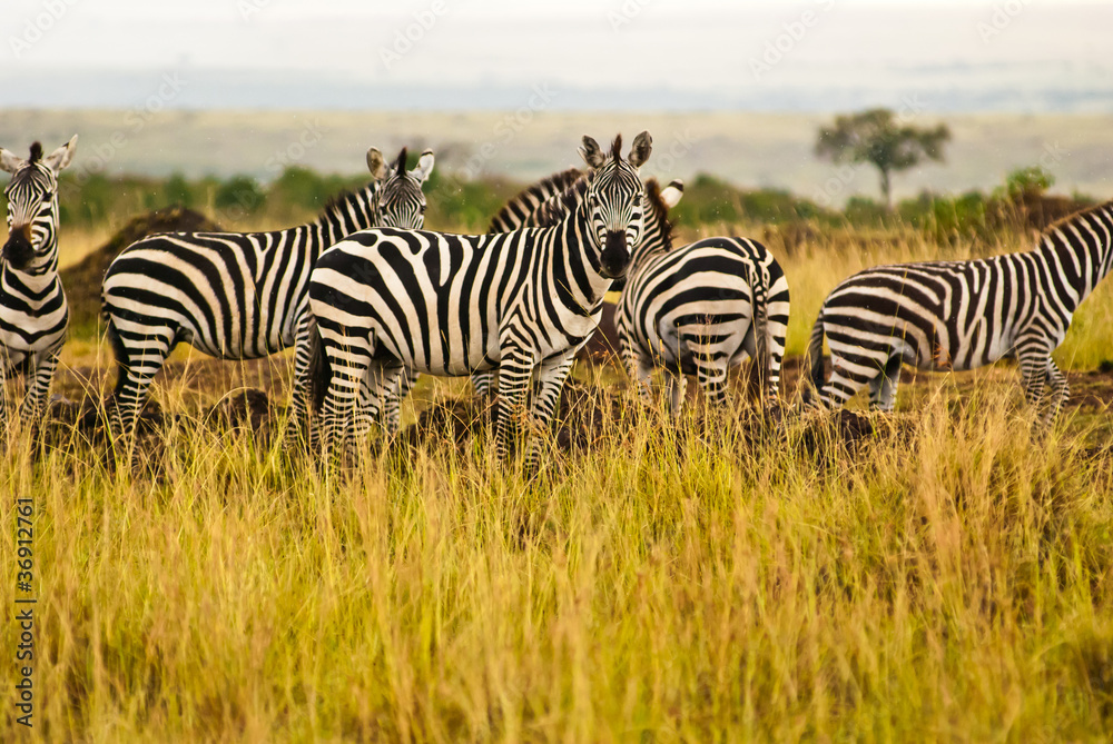 Obraz premium A group of zeabrs in the wild.