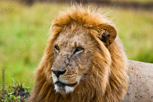 Male lion looking forward.