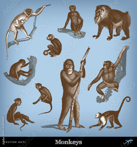 Engraving vintage Monkeys set.