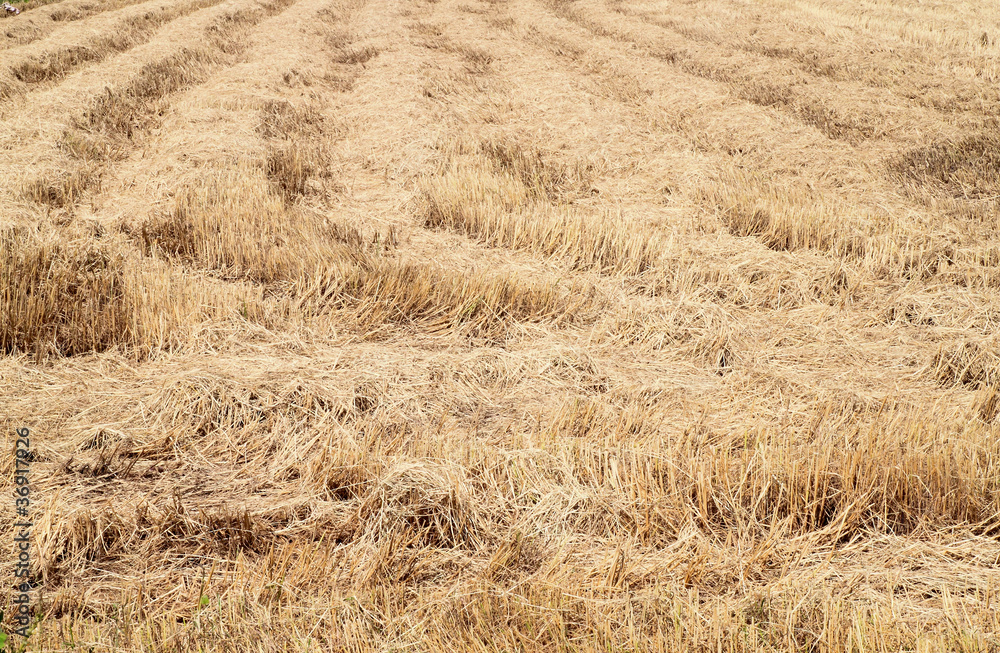 rice straw filed rice straw filed