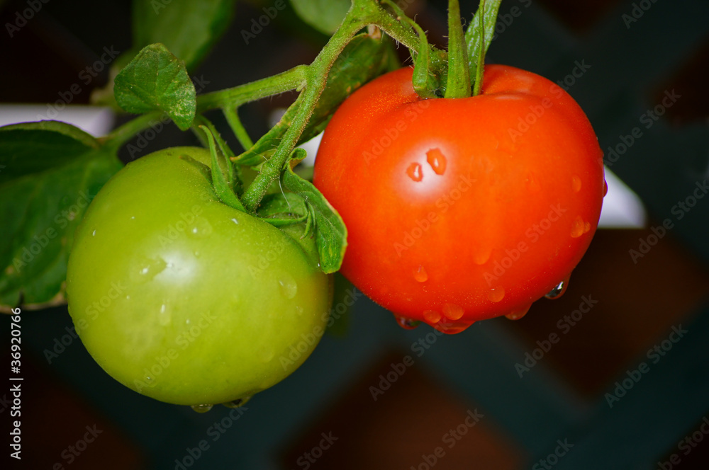 Reife und unreife Tomaten Stock-Foto | Adobe Stock