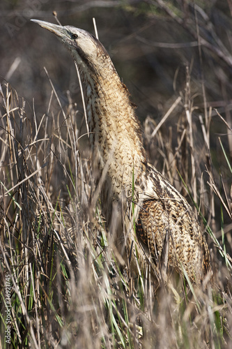 bittern tw0082