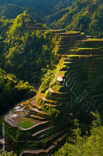Rice field in Philippines