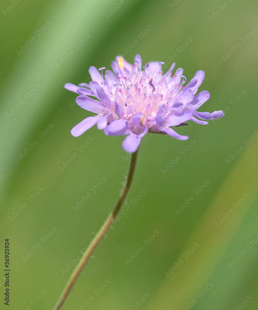Fototapeta premium wild flower