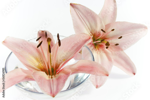 lily flowers on white © tstock