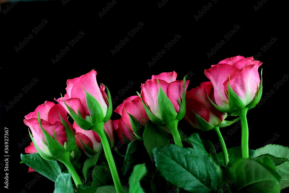 Pink roses bouquet, isolated on black background Pink roses bouquet, isolated on black background