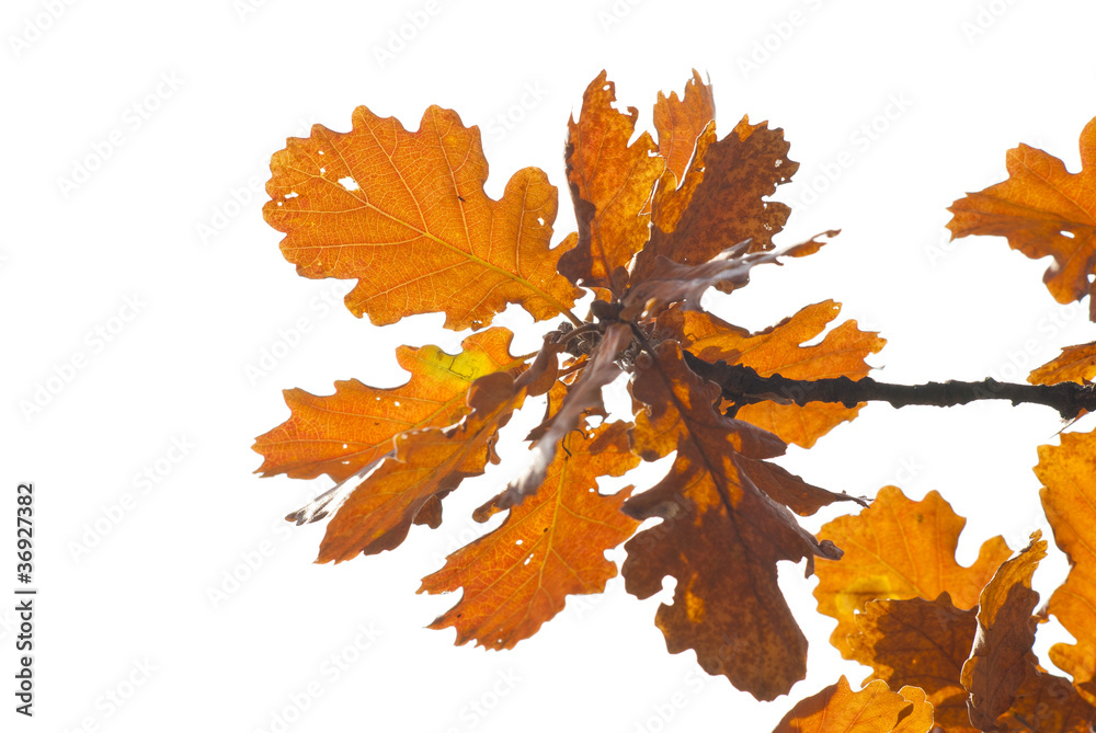 Obraz premium autumn leaves